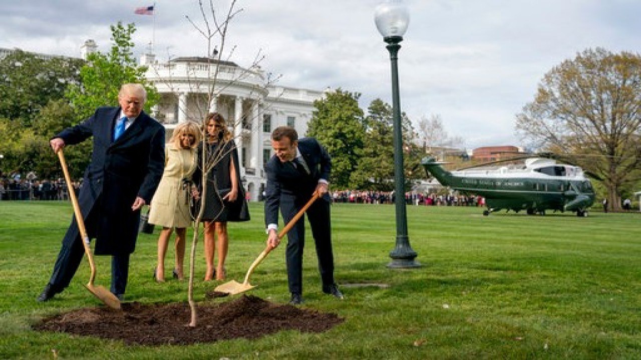 Where'd the Tribute Tree Go?