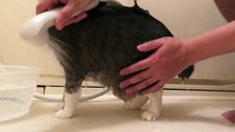 【モアクリ】 猫っ風呂 2018 - Cat Shampoo -