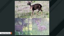 Oregon Authorities Seek Information On Deer Running Around With Arrows Through Their Bodies