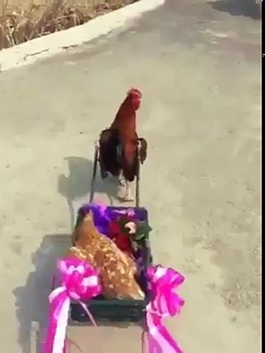 How my chicken treat his wife