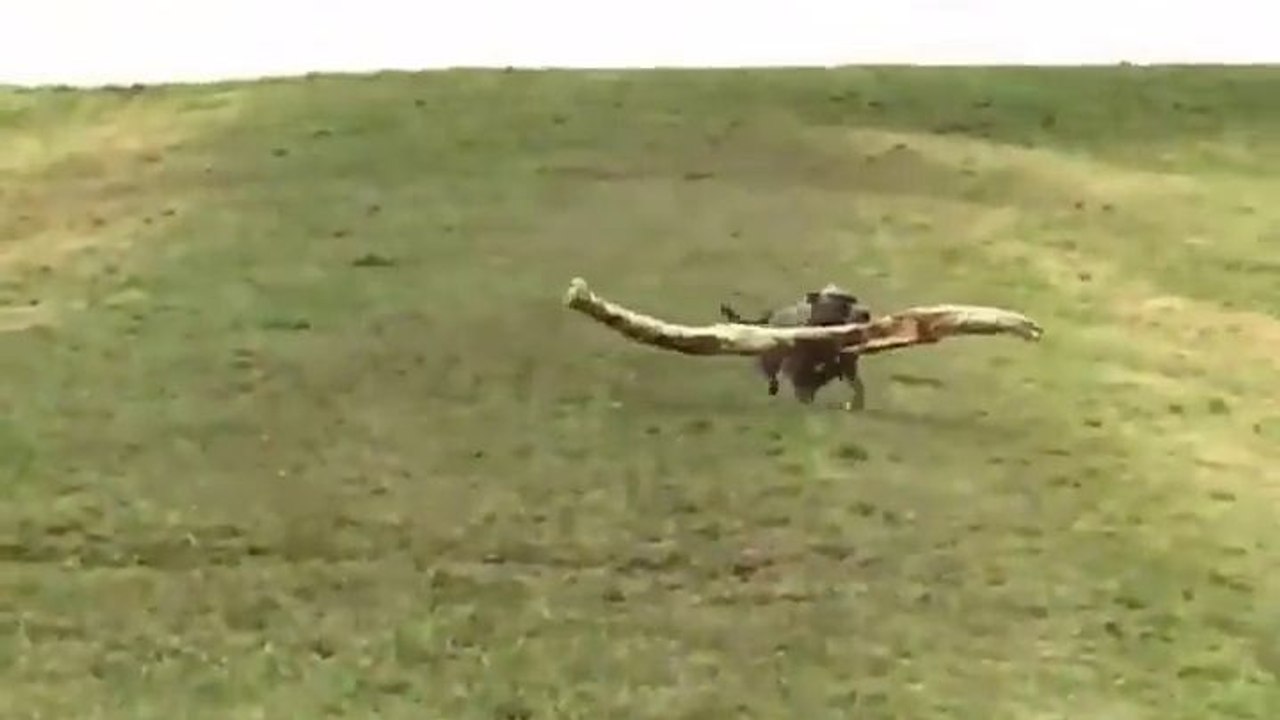 Un chien a trouvé un super bâton