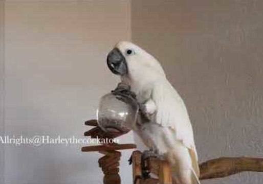 Thirsty Cockatoo Gulps Straight From the Bottle