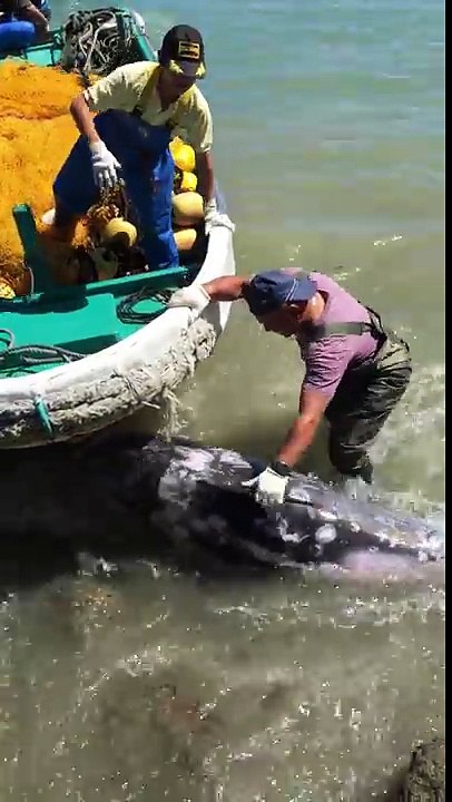 Un dauphin terrifié se jette aux pieds de ces rochers pour échapper aux chasseurs
