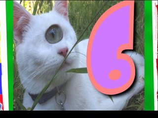 LOS 6 GATOS MAS RAROS Y UNICOS QUE NO CREERAS QUE EXISTEN (PARTE 2) | OSCAR JACK