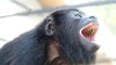 Angry Baby Howler Monkey Makes the Strangest Noises