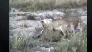 5 Lion Attack  Mongoose  Honey badger  Mongoose - Snake vs Cobras vs Porcupine Compilation