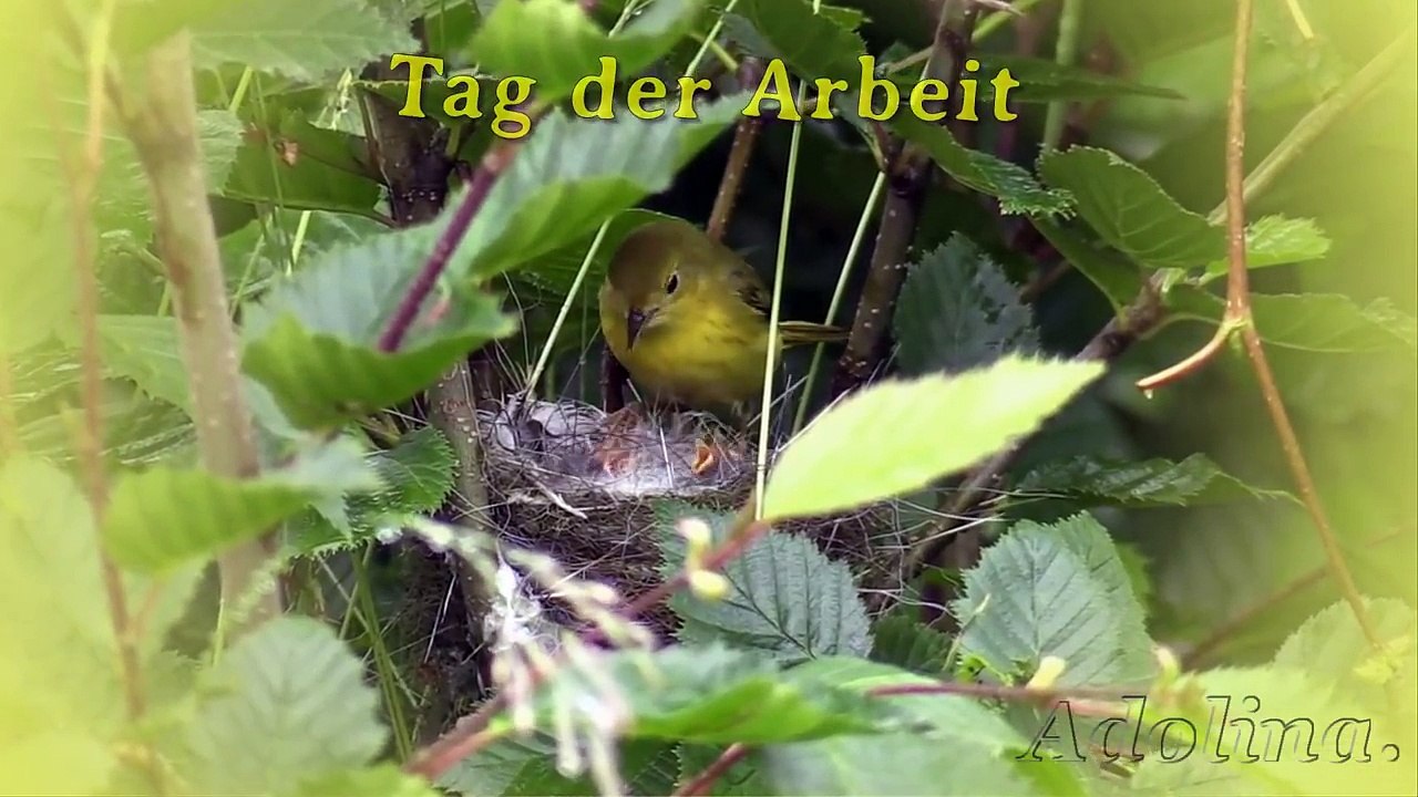 Ich wünsche dir einen super schönen Maifeiertag ...Liebe Grüße zum 1. Mai...