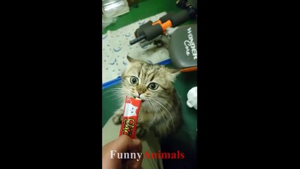 Funny Cats and Cute Kittens - Funny Cat compilation 2018.mp4-