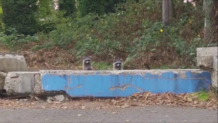 Un raton laveur ne vient jamais seul...