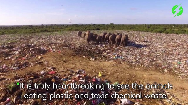 Ces éléphants affamés sont obligés de manger dans une décharge