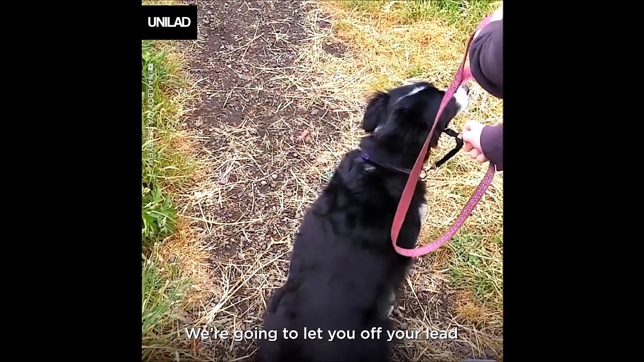 Ne jamais faire confiance à un chien trop calme