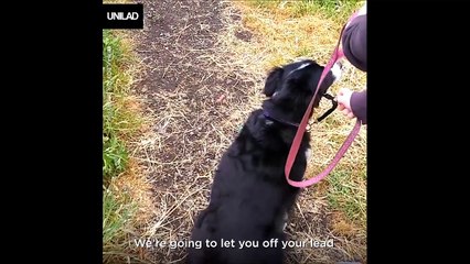 Ne jamais faire confiance à un chien trop calme