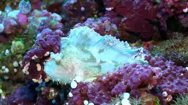 Palau Aggressor II & Rock Islands Aggressor