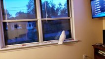 Baby Cockatoo Freaks Out And Jumps For Joy When His Daddy Comes Home
