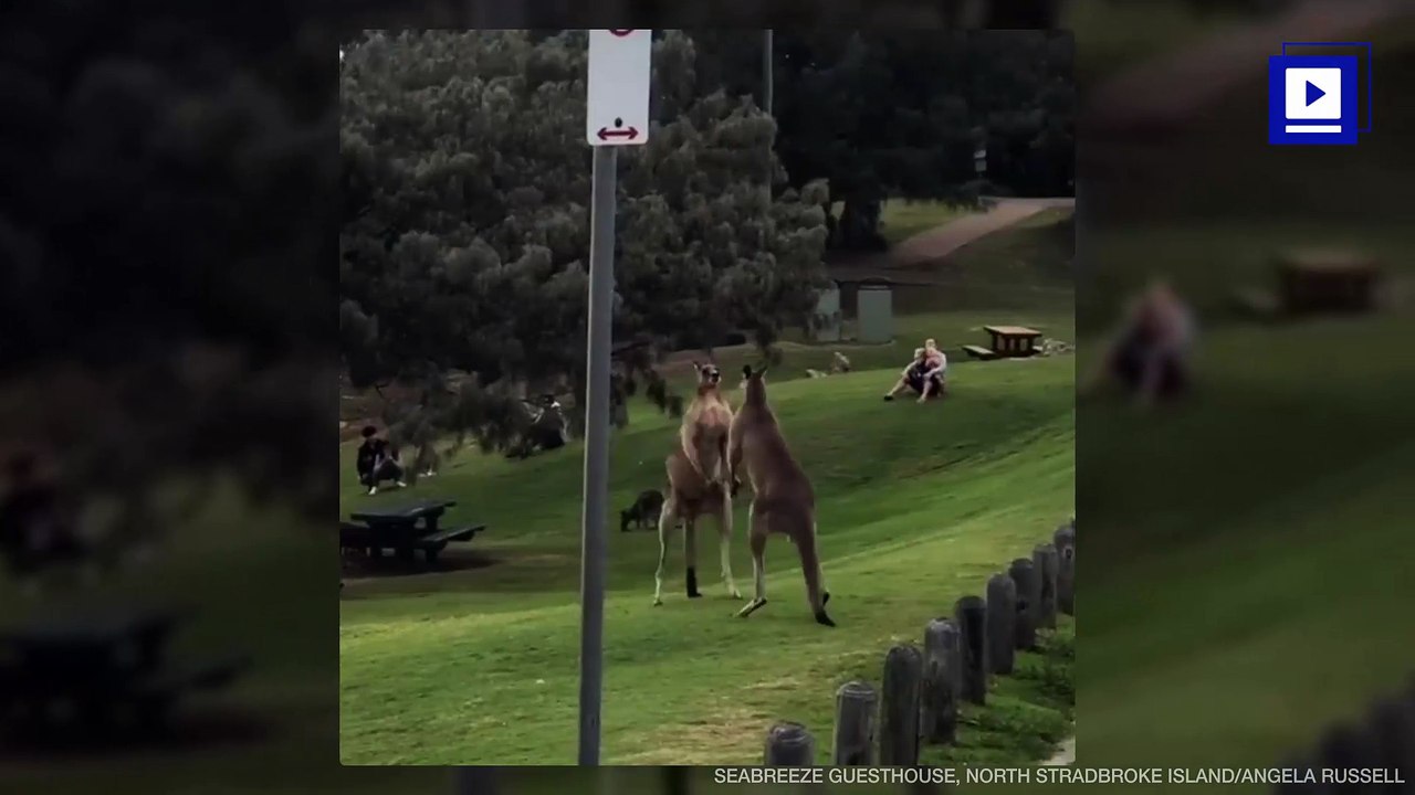 Male Kangaroos Fight Each Other in Australia