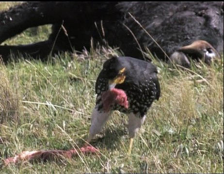 A Madarak Élete - 04. A Húsevők (Meat-Eaters) Deleted Scene