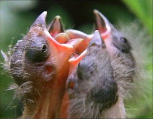 A Madarak Élete - 09. A Fiókanevelés Nehézségei (The Problems Of Parenthood) Deleted Scene