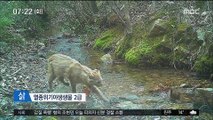 멸종위기종 '삵' 다도해 해상공원에서 발견