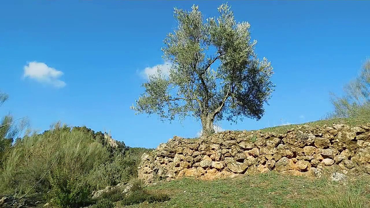 SONIDOS DE LA NATURALEZA - Los sonidos mas relajantes-