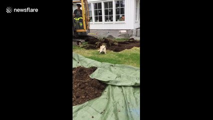 Tenacious pug shows construction equipment who’s boss