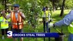 Memphis City Volunteers Say Someone is Stealing Trees They Planted