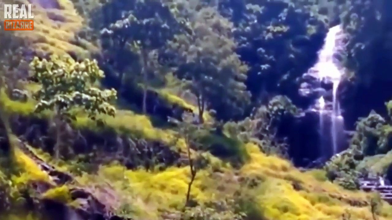 5 Gigantic Mysterious Creatures Caught On Camera