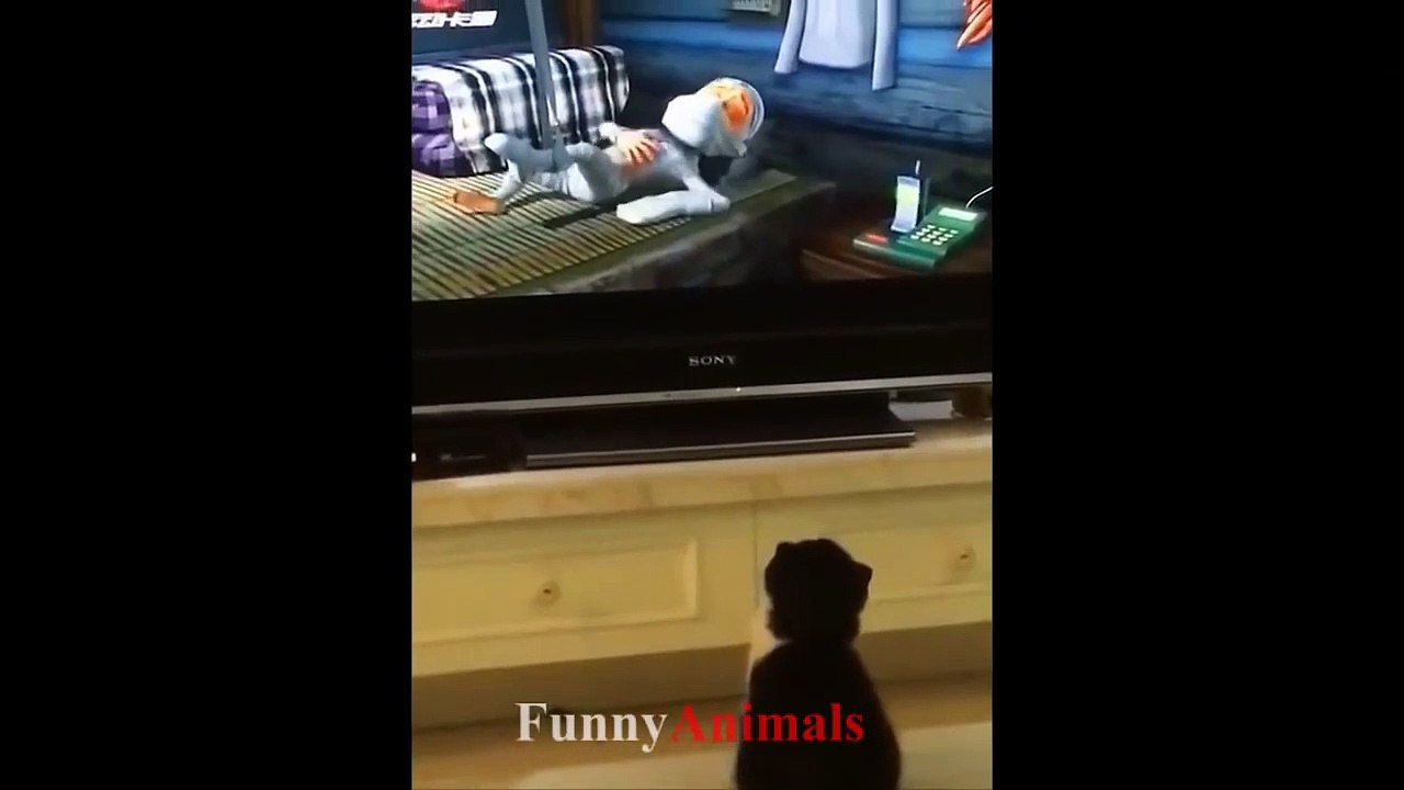 Funny Cats and Cute Kittens - Funny Cat compilation 2018