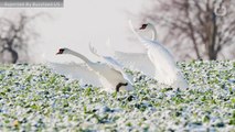 A Man In Florida Was Arrested For Kicking Swans In The Head