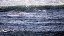 Un homme  en  Paddle se fait percuter par un dauphin qui surfait une vague
