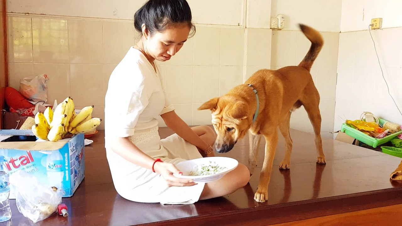 CUTE GIRL IS HAVING FUN WITH HER FUNNY DOG AT HOME ALONE | MIGNON GIRL A DU PLAISIR AVEC SON CHIEN DRÔLE À LA MAISON SEULE