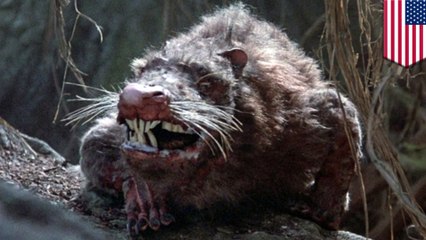 米ブルックリンハイツに　巨大ネズミ出現 - トモニュース