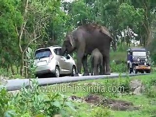 Elephant eats woman's handbag after couple stops for a selfie
