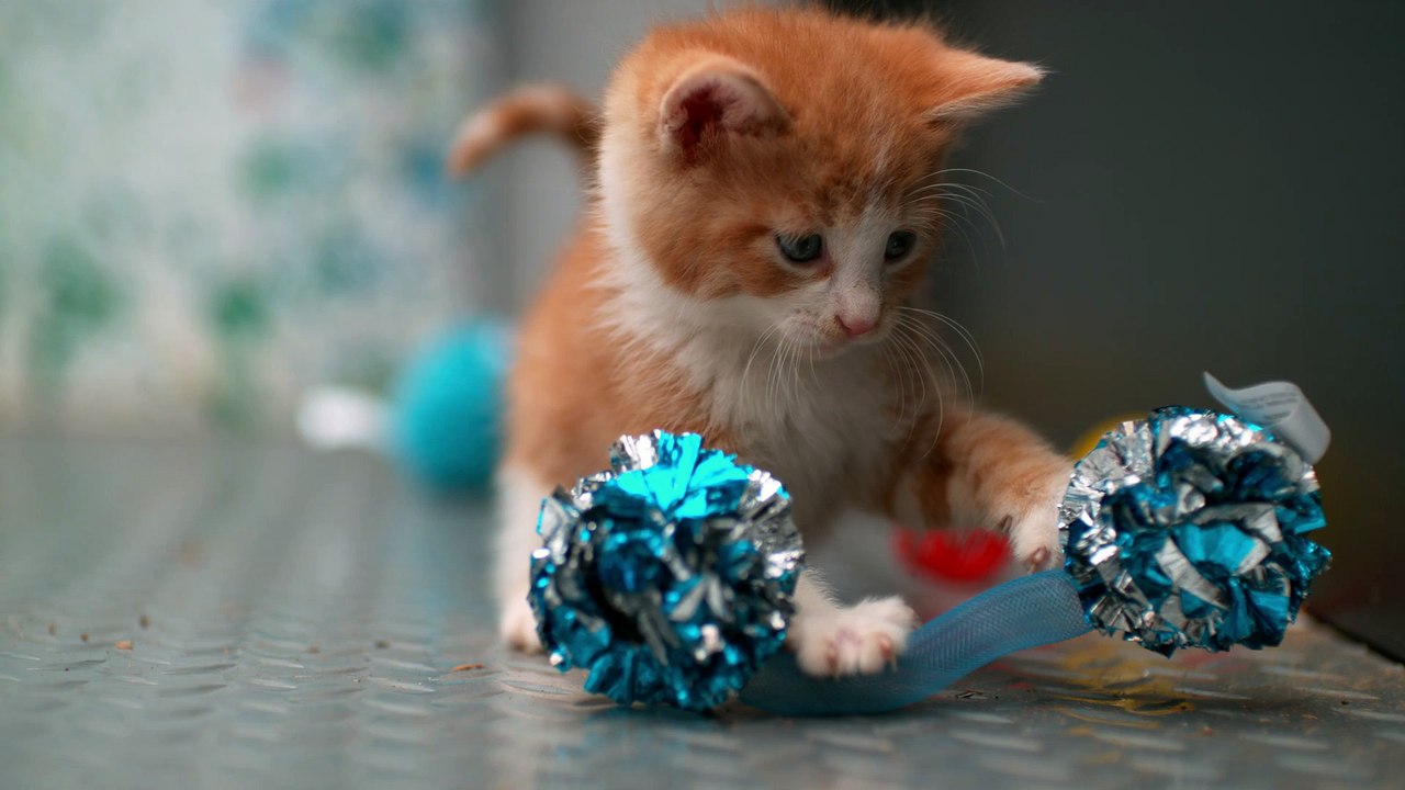 Slow Mo 4K Kittens
