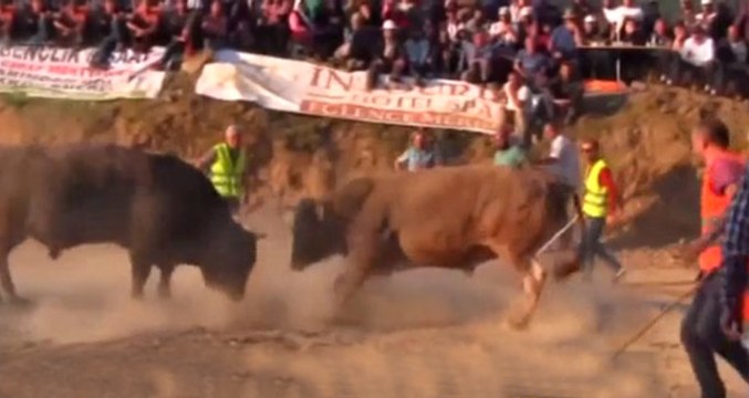 Artvin'deki Boğa Güreşlerinde Korku Dolu Anlar: Boğa, Kalabalığın Arasına Daldı!