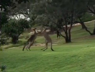 Deux kangourous mâles se battent en Australie