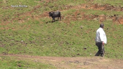 TOURO RECUSA ORDENS E CAUSA CONFUSÃO