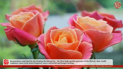 Roses DNA Code Cracked, Become More Fragrant, Colorful