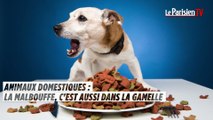 Animaux domestiques : la malbouffe, c'est aussi dans la gamelle