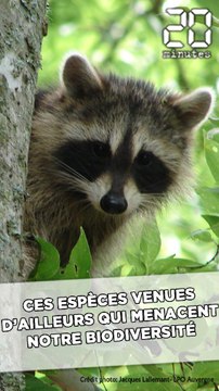 Ces espèces invasives menacent la biodiversité française