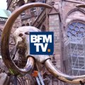 Mais que fait ce mammouth au pied de la cathédrale de Strasbourg ?