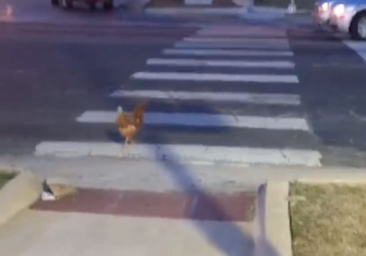 Fowl Business: Oklahoma Police Officer Investigates Why the Chicken Crossed the Road