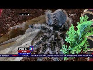 Kolektor Hewan Extreme -NET5