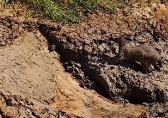 Council Workers Use Heavy Machinery to Free Kangaroo Stuck in Landfill