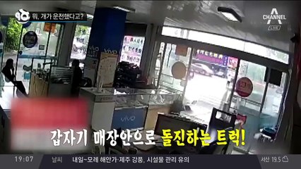 뭐, 개가 운전했다고?