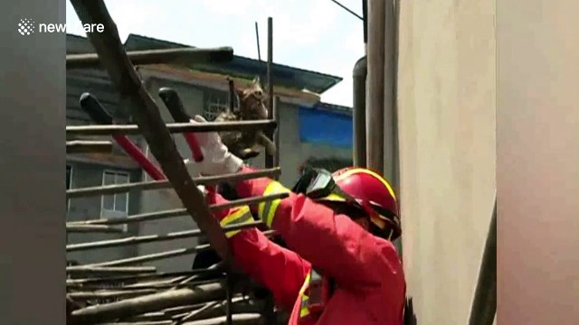 Firefighters rescue cat impaled on roof's steel bar after two days