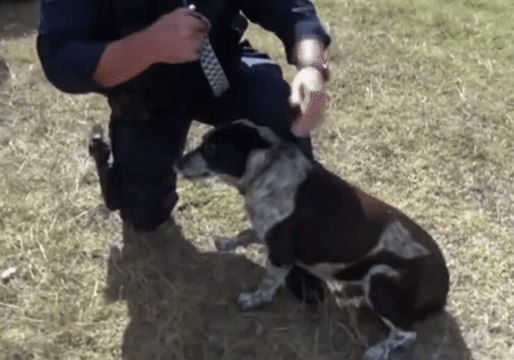 17-Year-Old Blue Heeler Who Protected Lost Toddler Is Queensland’s First Honorary Police Dog
