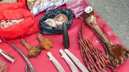 Chinese Street Food -  Live Scorpians, Insects, Tiger Claws