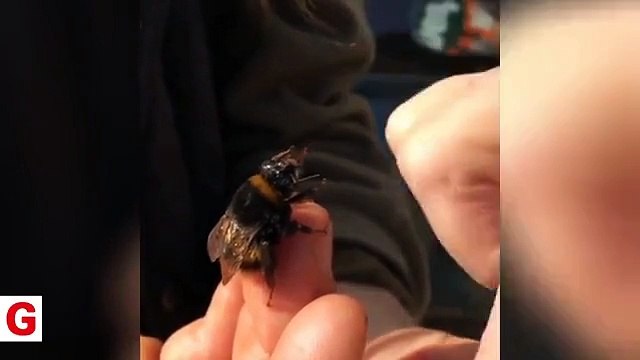 Yaban arısını elleriyle böyle besledi