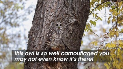 Can You Spot What's Practically Hidden In This Tree?