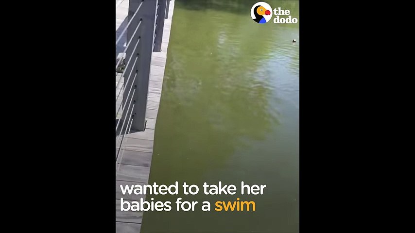 Duck Mom Helps Babies Overcome Their Fears - The Dodo -